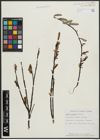 Foto von Salix arctophila Cockerell ex A. Heller